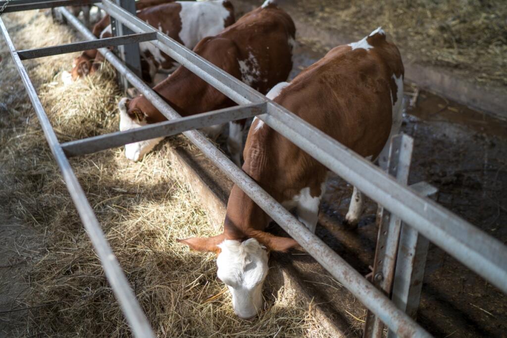 Азербайджан проводит инспекцию российских производителей продукции животноводства